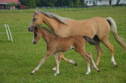 Welsh pony sekce B