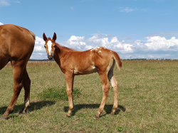 Letošní klisnička x Appaloosa 