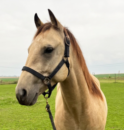 AQHA valach 2018