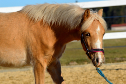 Hřebeček Welsh part bred - WPBr